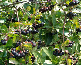 20 Black Chokeberry Seeds Aronia Melanocarpa Fresh New Seeds - $8.76 CAD