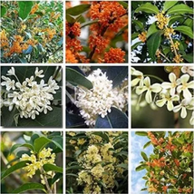 Fragrant Osmanthus Seeds Sweet Olive Tree - Mixed Colors 40pcs Seeds  - £24.36 GBP