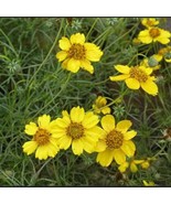 Best Seeds Navajo Tea Seeds Greenthread Thelesperma Filifolum Plants - $15.90