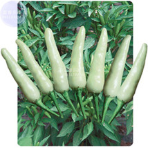 200 Seeds White Chili Pepper Very Hot Cream White Vegetables Pickled Chilli Gard - $15.22