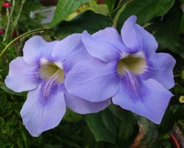 Thunbergia Grandiflora Blue Sky Vine Exotic Vine Seeds Fresh Seeds Fast Shipping - $15.98