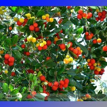 Madrone Killarney Waxberry Tree Arbutus Unedo Seeds Pack 5 Seeds Sweet F... - $132.91 MXN