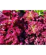 MBK 20 Calsweet Watermelon Seeds Fast Ship - $12.98