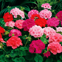 Maverick mix geranium thumb200
