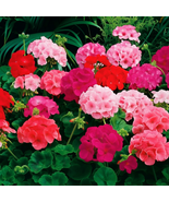 25 Maverick Mix Geranium Seeds, Vibrant Hybrid Blooms, Easy-to-Grow - €11,14 EUR