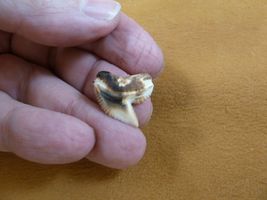 (s1-20) 3/4" inch White TIGER SHARK TOOTH teeth toasted made to order pe... - $13.99