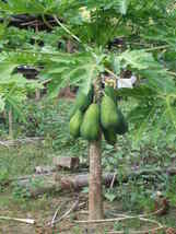 50 Seeds Original Solo Sunrise Papaya Bear Fruits Low To The Ground In 9 Months - £13.02 GBP