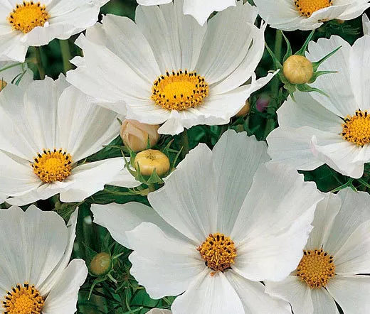 COSMOS SONATA WHITE DWARF Cosmos Bipinnatus - 1,000 Bulk Seeds - $31.18