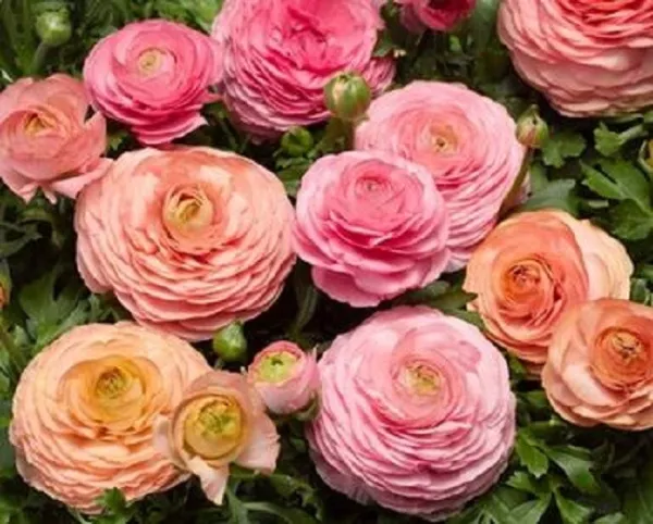 Ranunculus Seeds Magic Pink &amp; Peaches 25 Seeds Pelleted Seeds Fresh Garden - £15.18 GBP