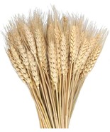 The Item I&#39;M Looking At Is Called Mhmjon 100 Pcs. Dried Wheat Sheaves Bu... - £23.57 GBP