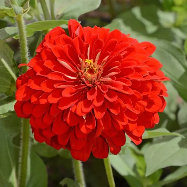 Scarlet Flame Red Zinnia Seeds 100+ Flower Elegans Fresh Garden - £5.50 GBP