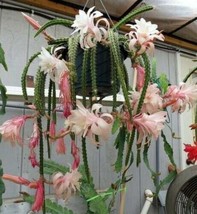 15 Seeds Aporophyllum Tail Cactus Pink Succulent Plant Garden - £6.61 GBP