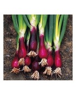 100 Red Welsh Bunching Onion Seeds - $8.98