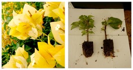 starter/plug plant Well Rooted GOLD Live Bougainvillea Plant - £35.30 GBP
