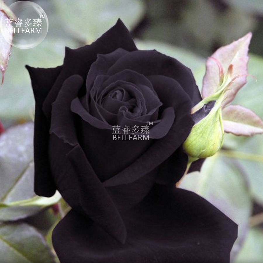 Maroon Super Black Rose Shrub Flower Seeds 50 Seeds - $7.99