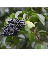 200 Seeds Ligustrum Lucidum Semente - $15.66