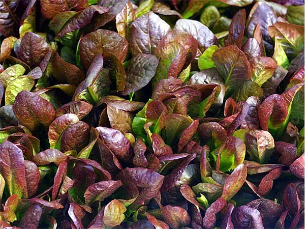 Cimmaron Romaine Lettuce Seeds 200 Pkt. Heirloom Charming Deep Red Color Fresh G - £5.47 GBP