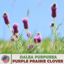 Purple Prairie Clover Seeds, Dalea purpurea, Bee &amp; Butterfly Attractor 300 Seeds - £8.83 GBP