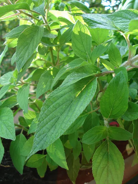 Mint Pepper Peppermint Herb 375 Fresh Seeds - £12.36 GBP