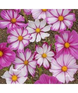 Cosmos Candystripe Seeds 100 Ct Flower Butterflies Fresh Garden - $77.59 MXN