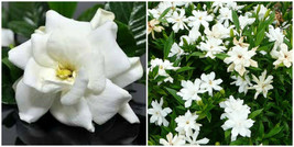 Frost Proof Gardenia Live Plant - Great Fragrance - Evergreen - £29.88 GBP