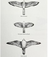 Hawks Owls Underside Patterns Art Print Birds Of Prey Vintage Nature 197... - $34.67 CAD