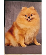 Vtg Hallmark Petlove Any Occasion Blank Card  Pomeranian 12/27/02 - €10,99 EUR
