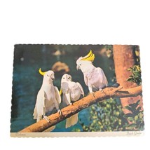 Postcard Continental Cockatoos Birds Sitting On Branch Busch Gardens Scalloped - £5.58 GBP