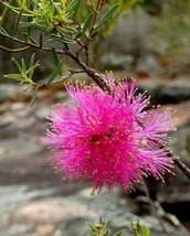 Melaleuca Radula Graceful Hornet Myrtle 20 Seeds Fresh Gardening USA SELLER - $18.06