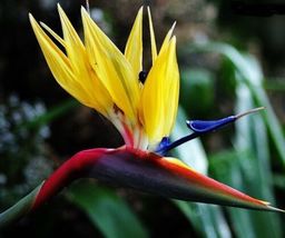 Small Rooted Plant Mandelas Gold Yellow Bird Of Paradise~Strelitzia Reginae - £35.59 GBP