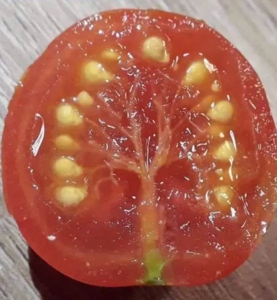 Dwarf Cherry Tomato Bush Seeds 100+ Seeds Grow Your Own Food Good Yield ... - £15.66 GBP