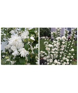 Pearls of Perfum, Philadelphus lewisii Coronarius, Small Rooted STARTER Plant - $39.99