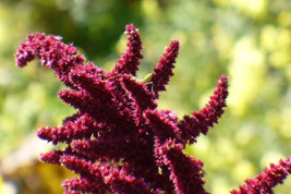 BStore 145 Seeds Amaranthus Pygmy Torch (Prince Of Wales Feather) Amaranthus Hyp - £7.48 GBP