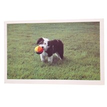 Postcard Black White Dog Playing With Ball The North Shore Animal League... - $4.88