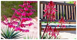 RED YUCCA SEEDS (Hesperaloe parviflora) Flower Plant Seeds 40 Seeds - £13.54 GBP