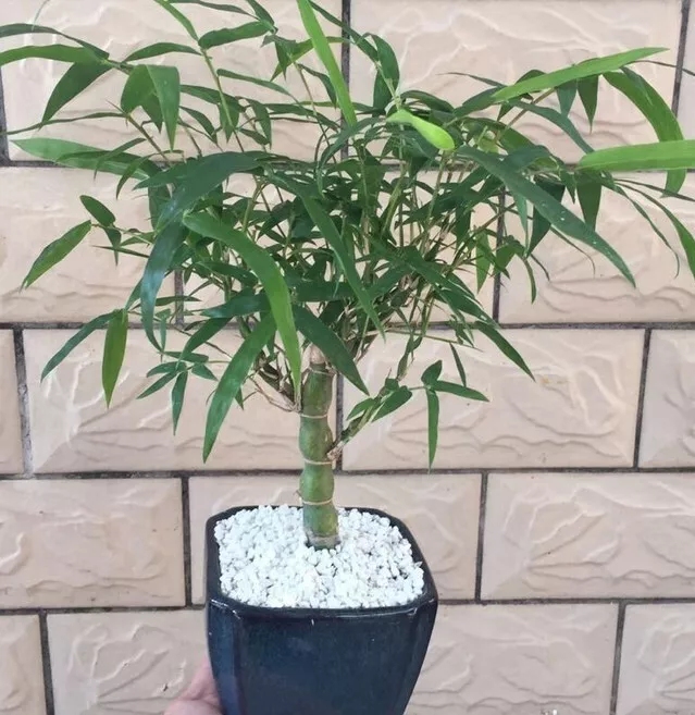 SYST 50 Seeds Buddha Belly Bamboo Bambusa ventricosa Seed Catalog Home G... - $10.85