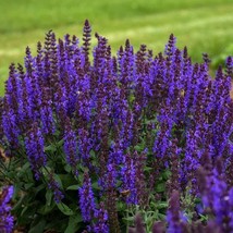 50 bumbleblue salvia seeds flower seed perennial flowers thumb200