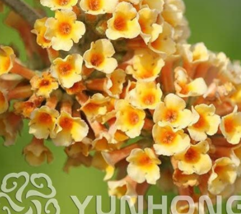 100Pcs Buddleja Lindleyana Seeds Orangish Yellow Flowers New Fresh Seeds USA - $12.72