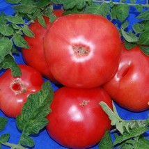 Eva Purple Ball Tomato  10 Seeds  Garden Beautiful USA SELLER - £4.32 GBP