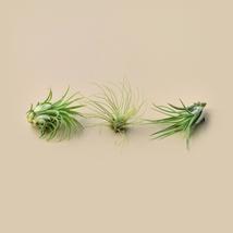 3 Small Tillandsia Air Plant Pack - $10.99