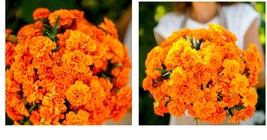 300 Seeds! French Marigold Tangerine Double Dwarf Beneficial Plant - £21.15 GBP
