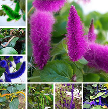 Acalypha Hispida Chenille Plant Red Hot Cattail Grass Potted Your Flower Er 100  - £8.51 GBP