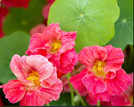 Vpf Nasturtium Jewel Cherry Rose Vine Edible Fragrant Hummingbirds Non-GMO 20 Se - £4.67 GBP