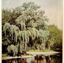 1917 Weeping Willow Trees Lithograph Print Antique Nature Ephemera 7.5 x 5&quot; - £19.97 GBP
