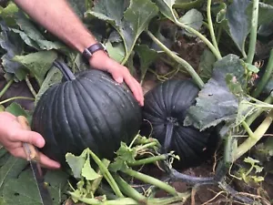 10 Dark Knight Pumpkin Seeds Fall Unique Specialty Black Fresh Garden - £14.94 GBP