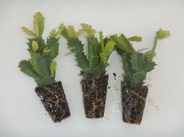 2 Christmas Cactus/Schlumbergera Truncata Plants - £40.73 GBP