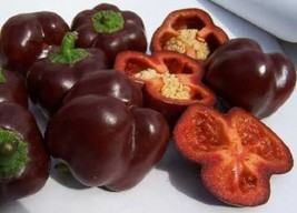 Chocolate Beauty Pepper Seed  Heirloom Sweet Bell Peppers 15  From US - £8.56 GBP