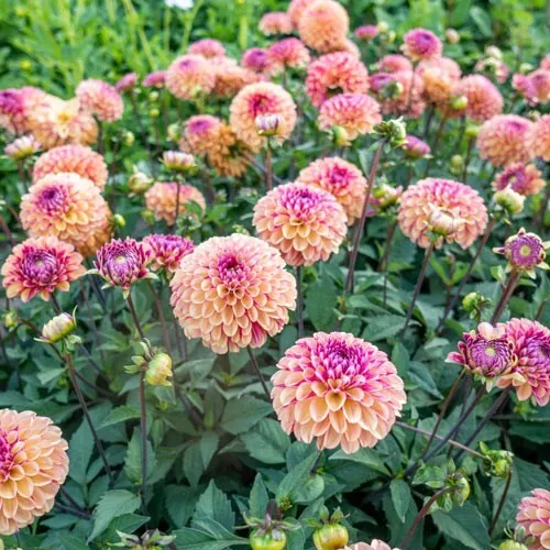 1 Bulb Dahlia PALMARES Flower For Garden - $28.00