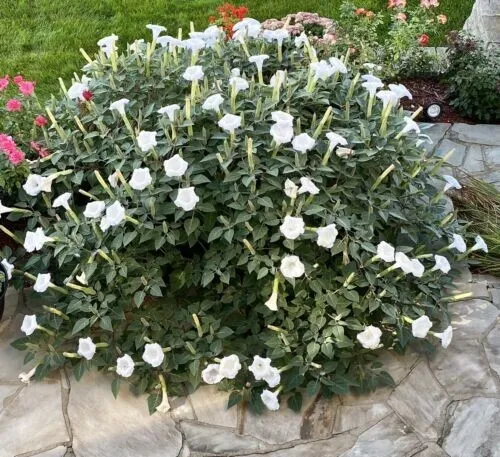 Moon Flower Seeds 50 Seeds Fragrant Moonflower Bush Night Blooms Fresh Garden - £8.96 GBP