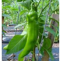 Anaheim College 64 Hot Peppers Seeds Gardening Easy Grow USA SHIPPING - $5.60